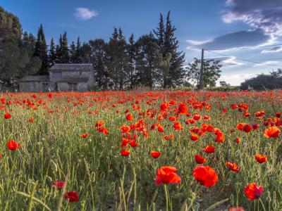 languedoc