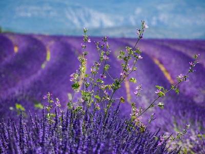 provence