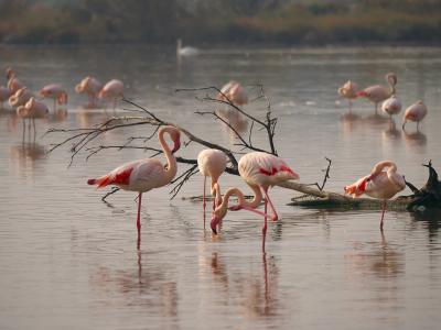 camargue