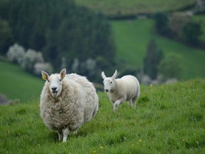 moutons irlandais