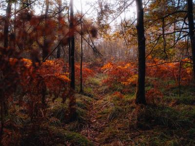 Forêt de Brocéliande