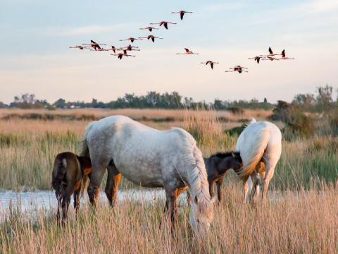 chevaux camargue