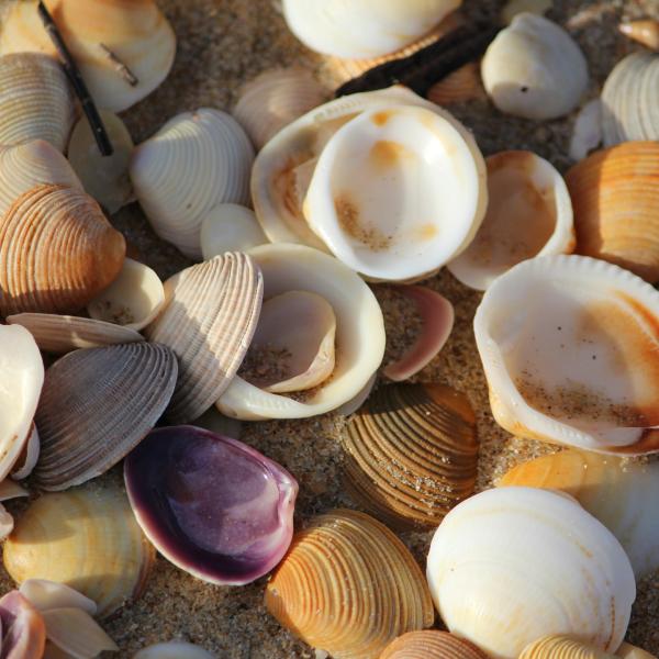 Coquillages