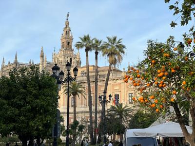Orangers à Valencia